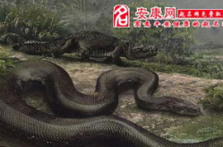 周公解梦梦见杀蛇,梦见杀蛇的吉凶预兆及心理解读